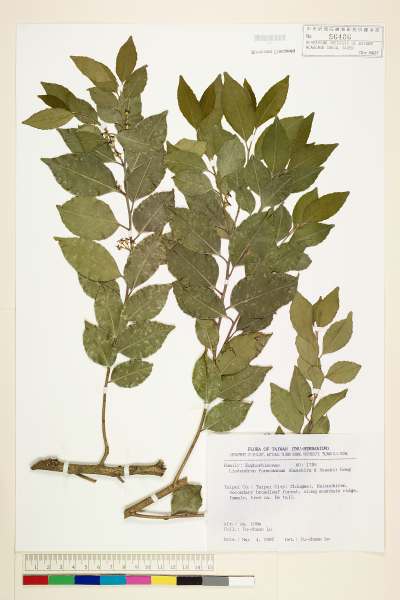 中文種名:台灣假黃楊學名:Liodendron formosanum (Kanehira & Sasaki) Keng