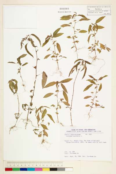中文種名:鐵莧菜學名:Acalypha australis L.