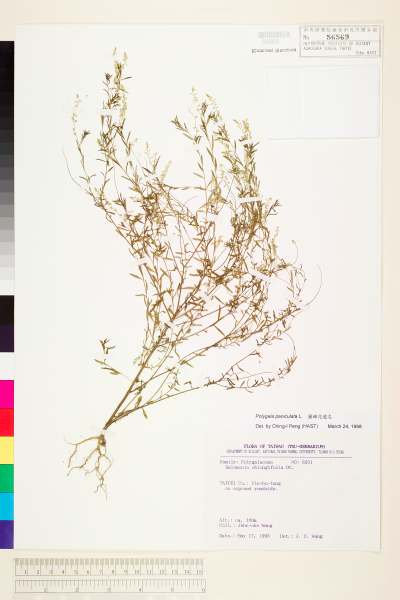 中文種名:圓錐花遠志學名:Polygala paniculata L.