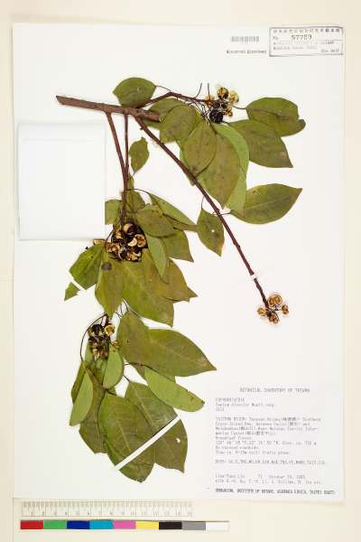 中文種名:白臼學名:Sapium discolor Muell.-Arg.