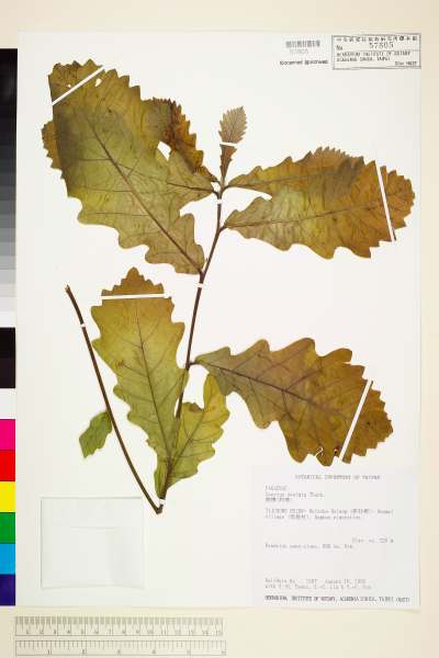 中文種名:槲樹學名:Quercus dentata Thunb. ex Murray