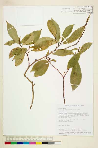 中文種名:台灣土沉香學名:Excoecaria formosana (Hayata) Hayata