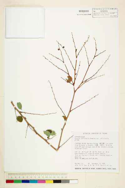 中文種名:紅仔珠學名:Breynia officinalis Hemsley var. officinalis