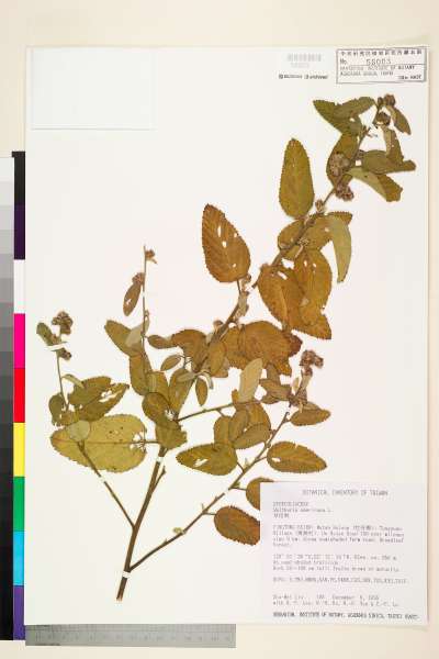 中文種名:草梧桐學名:Waltheria americana L.