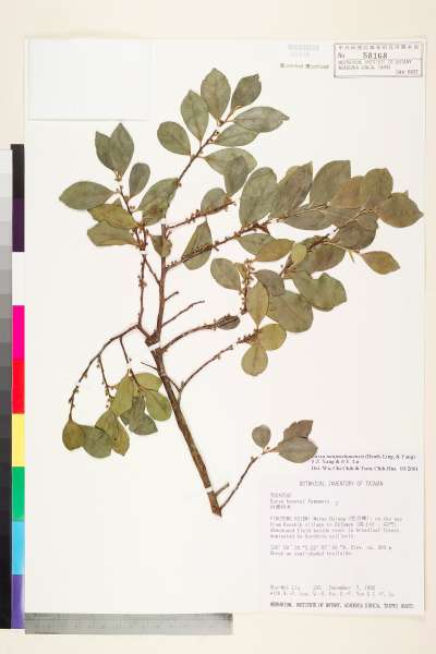 中文種名:南仁山柃木學名:Eurya nanjenshanensis (C.-F. Hsieh, L.-K. Ling & S.-Z. Yang) S.-Z. Yang & S.-Y. Lu