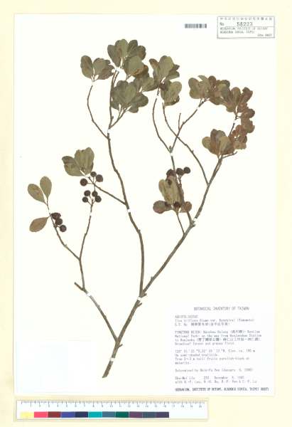 中文種名:金平氏冬青學名:Ilex triflora Bl. var. kanehirai (Yamamoto) S. Y. Hu