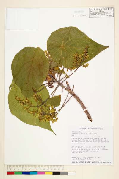 中文種名:血桐學名:Macaranga tanarius (L.) Muell.-Arg.
