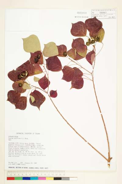 中文種名:烏臼學名:Sapium sebiferum (L.) Roxb.