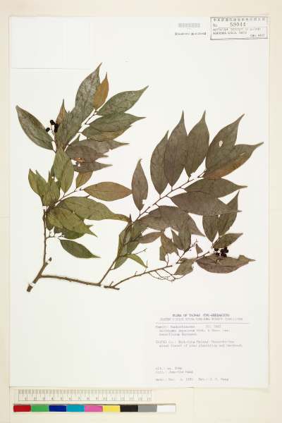 中文種名:密花五月茶學名:Antidesma japonicum Sieb. & Zucc. var. densiflorum Hurusawa