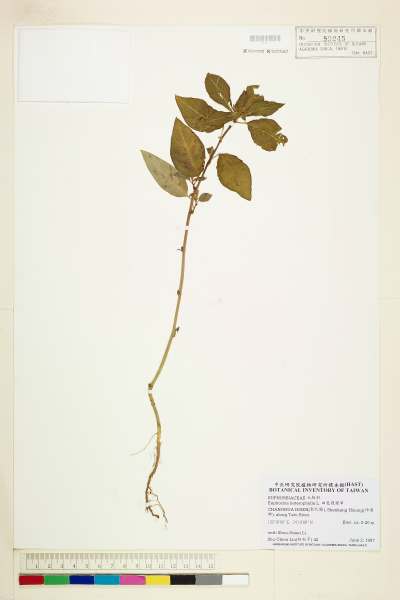 中文種名:白苞猩猩草學名:Euphorbia heterophylla L.
