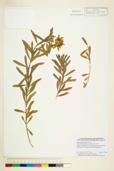 中文種名:霞山大戟學名:Euphorbia shouanensis Keng