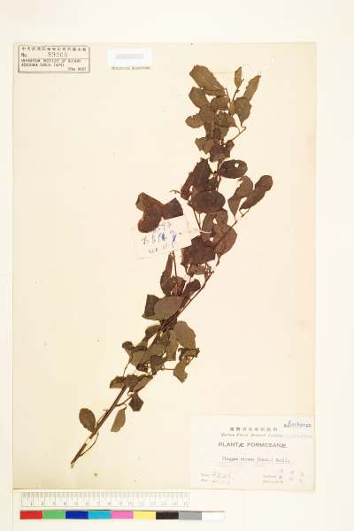 中文種名:密花白飯樹學名:Securinega virosa (Roxb. ex Willd.) Voigt