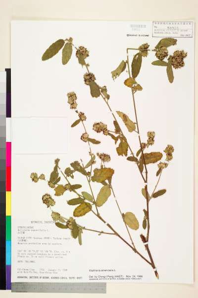 中文種名:草梧桐學名:Waltheria americana L.
