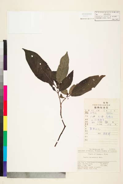 中文種名:Randia hainanensis Merr.