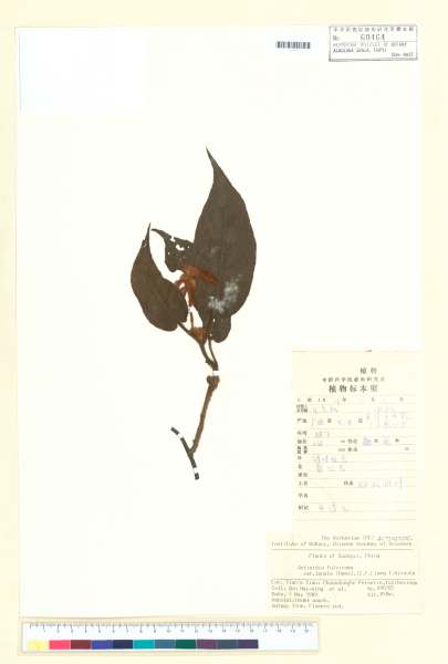 中文種名:Actinidia fulvicoma fo. lanata (Hemsl.) C.F. Liang f. hirsut