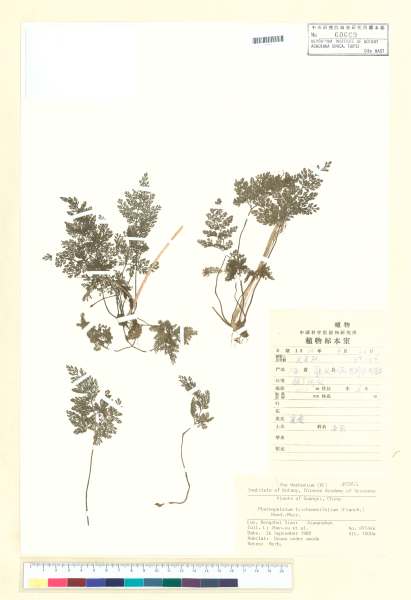 中文種名:Pternopetalum trichomanifolium (Franch.) Hand.-Mazz.