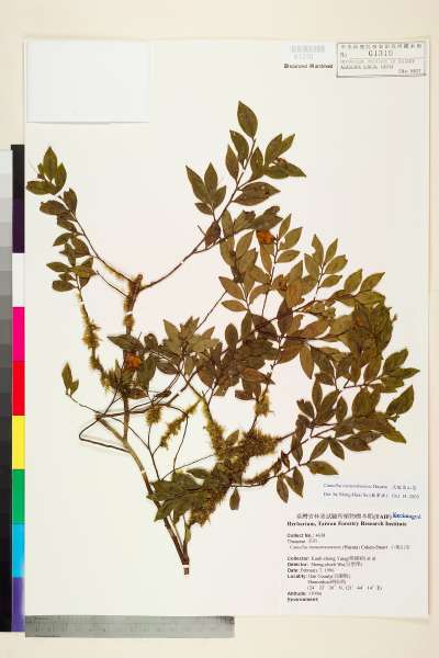 中文種名:泛能高山茶學名:Camellia transnokoensis Hayata