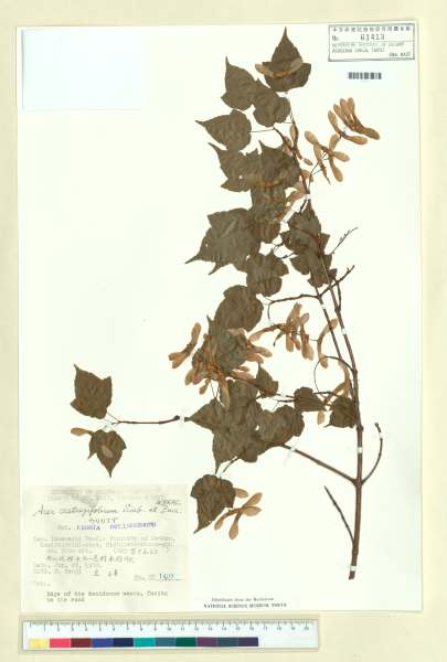 中文種名:Acer crataegifolium Siebold & Zucc.