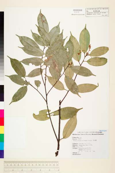 中文種名:黑星櫻(墨點櫻桃)學名:Prunus phaeosticta (Hance) Maxim.