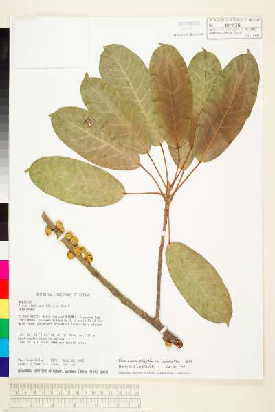 中文種名:雀榕(山榕)學名:Ficus superba (Miq.) Miq. var. japonica Miq.
