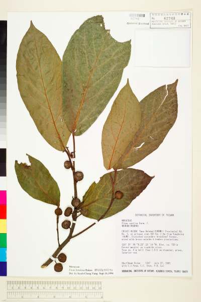 中文種名:豬母乳學名:Ficus fistulosa Reinw. ex Bl.