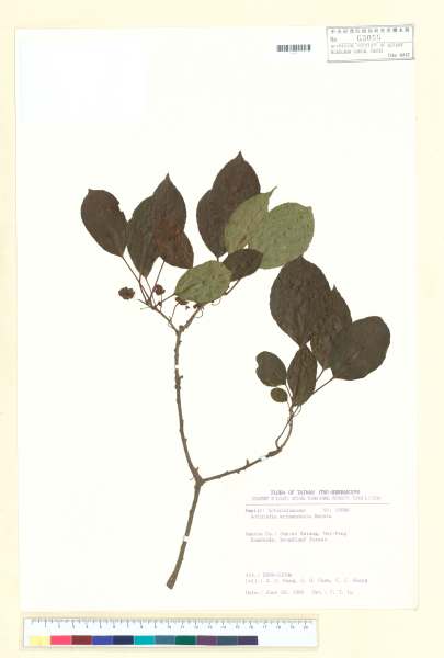 中文種名:Actinidia callosa Lindl. var. discolor C.F. Liang