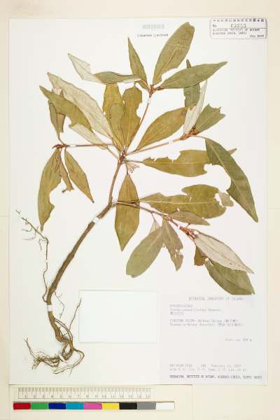 中文種名:裏白巴豆學名:Croton cascarilloides Raeusch.