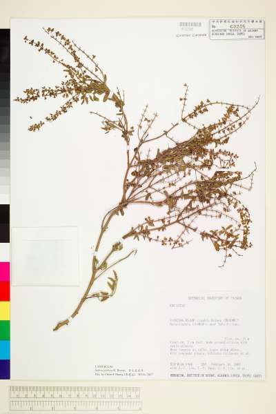 中文種名:節毛鼠尾草(薺薴蛤蟆草、賴斷頭草)學名:Salvia plebeia R. Brown