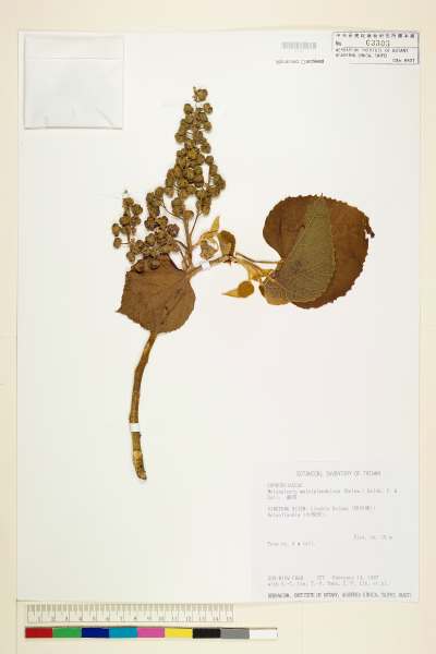 中文種名:蟲屎學名:Melanolepis multiglandulosa (Reinw.) Reich. f. & Zoll.