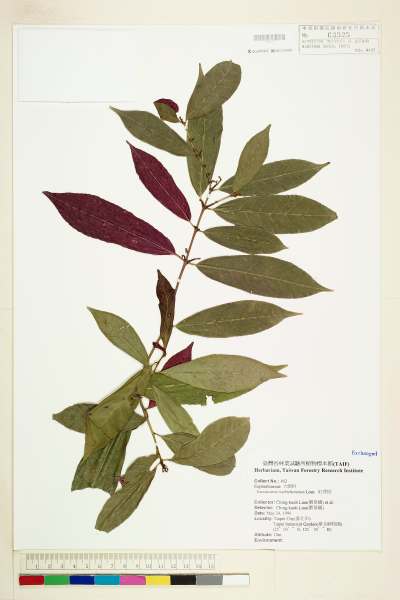 中文種名:紅背桂學名:Excoecaria cochichinensis Lour.