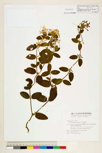 中文種名:忍冬(金銀花)學名:Lonicera japonica Thunb.