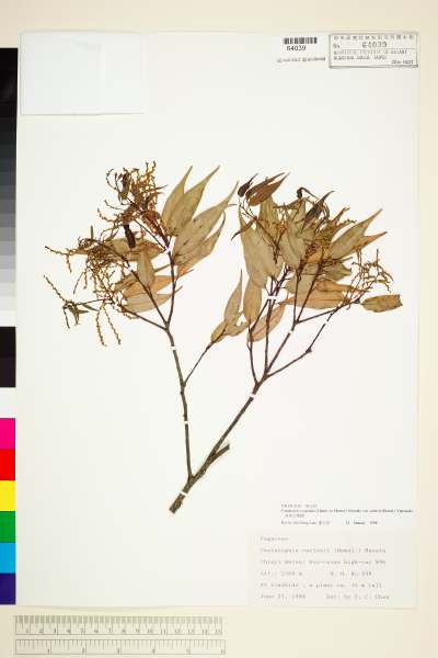 中文種名:長尾尖葉櫧學名:Castanopsis cuspidata (Thunb. ex Murray) Schottky var. carlesii (Hemsl.) Yamaz.