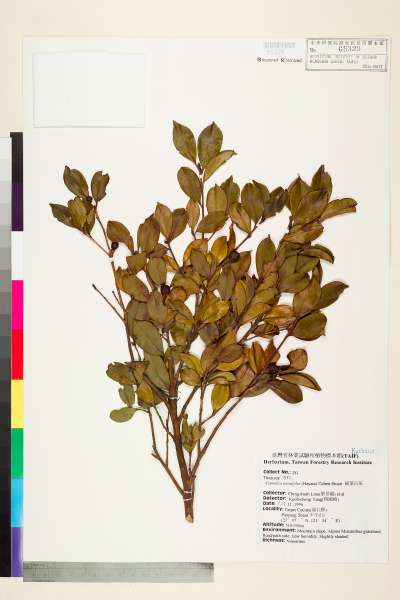 中文種名:細葉山茶學名:Camellia tenuifolia (Hayata) Coh-Stuart