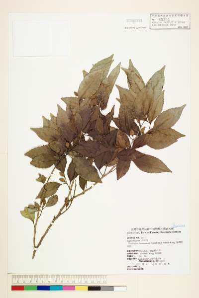 中文種名:台灣假黃楊學名:Liodendron formosanum (Kanehira & Sasaki) Keng