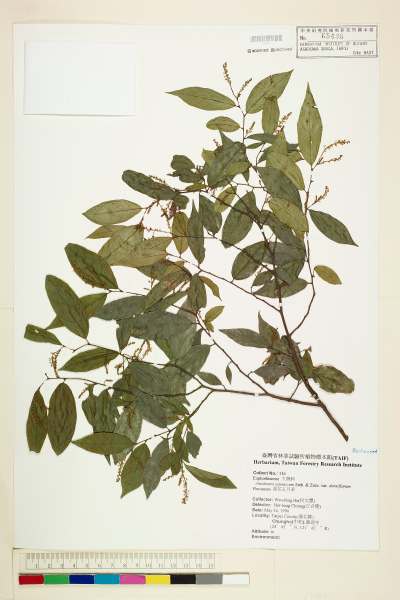 中文種名:密花五月茶學名:Antidesma japonicum Sieb. & Zucc. var. densiflorum Hurusawa