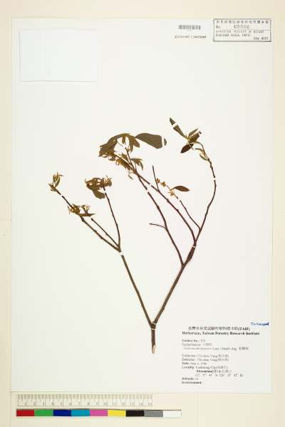 中文種名:粗糠柴學名:Mallotus philippensis (Lam.) Muell.-Arg.
