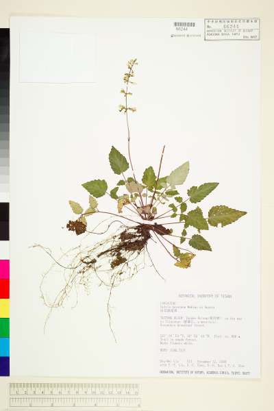 中文種名:早田氏鼠尾草(白花鼠尾草、羽葉紫參)學名:Salvia hayatana Makino ex Hayata