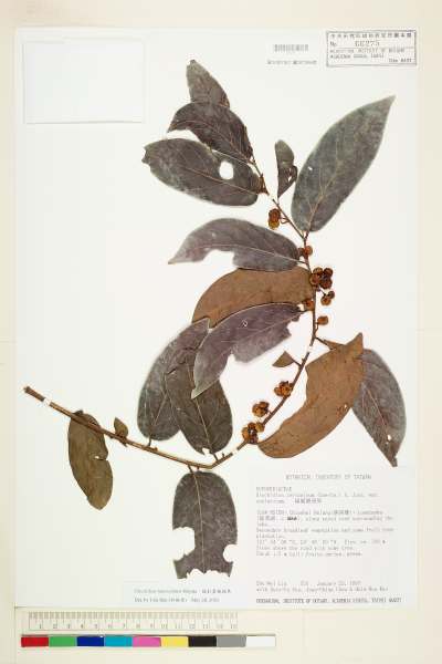 中文種名:披針葉饅頭果學名:Glochidion lanceolatum Hayata