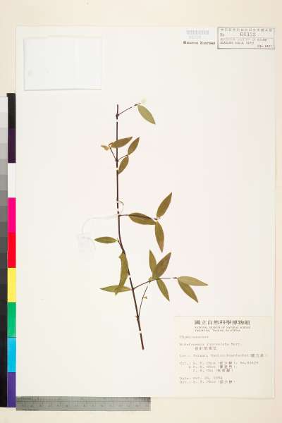 中文種名:披針葉蕘花學名:Wikstroemia lanceolata Merr.