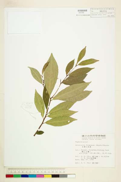 中文種名:台灣土沉香學名:Excoecaria formosana (Hayata) Hayata