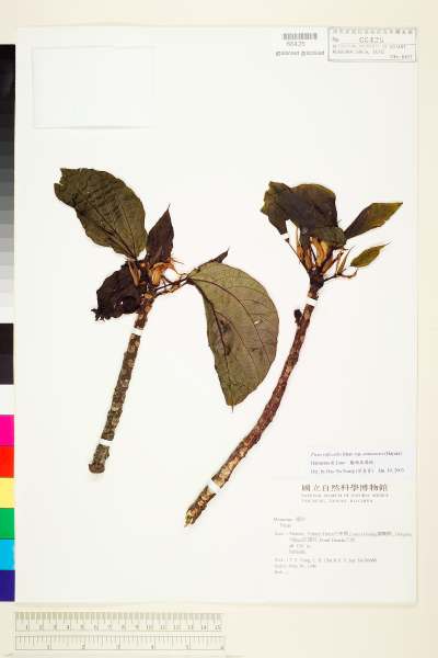 中文種名:蘭嶼落葉榕學名:Ficus ruficaulis Merr. var. antaoensis (Hayata) Hatusima & Liao