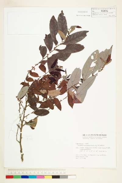 中文種名:裏白饅頭果學名:Glochidion acuminatum Muell.-Arg.