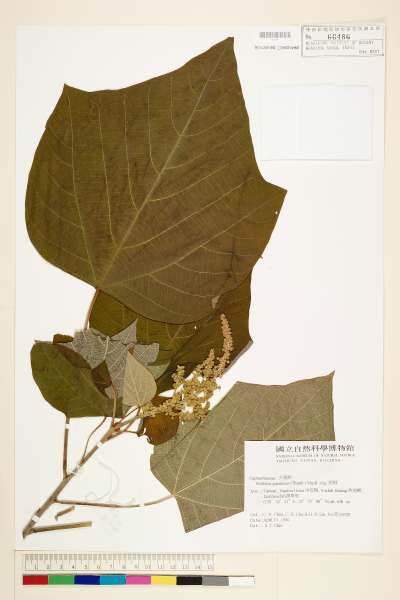 中文種名:野桐學名:Mallotus japonicus (Thunb.) Muell.-Arg.