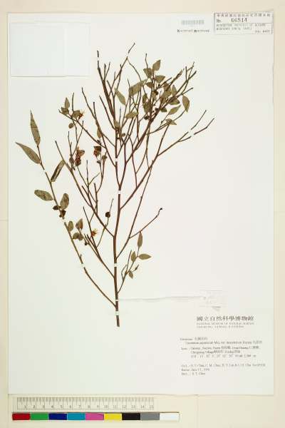 中文種名:毛蕊花學名:Vaccinium japonicum Miq. var. lasiostemon Hayata