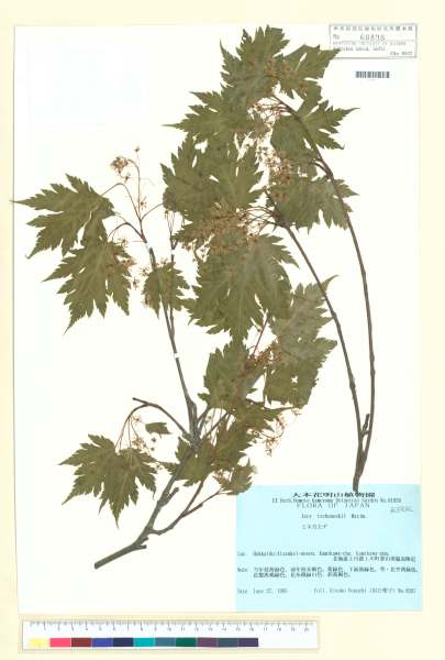 中文種名:Acer tschonoskii Maxim.