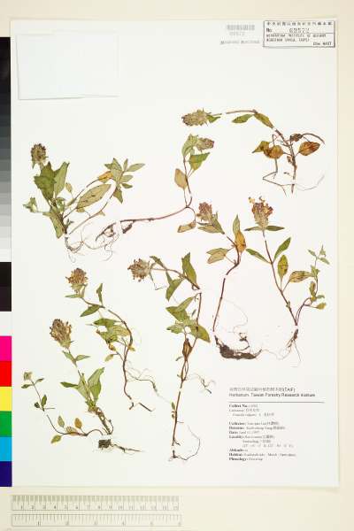 中文種名:Prunella vulgaris L.