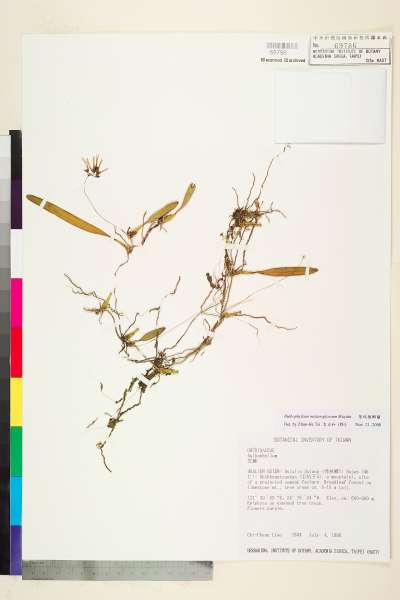 中文種名:紫紋捲瓣蘭