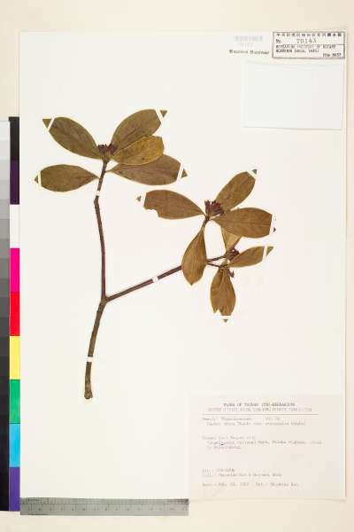 中文種名:白花瑞香學名:Daphne odora Thunb. var. atrocaulis Rehder