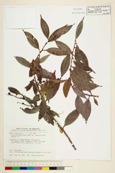 中文種名:珍珠花(長尾葉越橘)學名:Vaccinium dunalianum Wight var. caudatifolium (Hayata) H. L. Li
