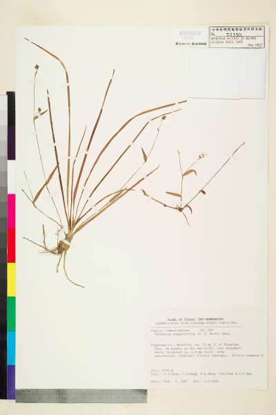 中文種名:Murdannia angustifolium N. E. Brown